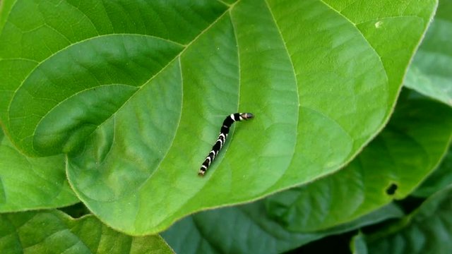 green leaf and butterfly worm