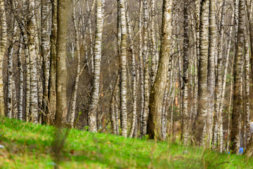 White birch grove in spring