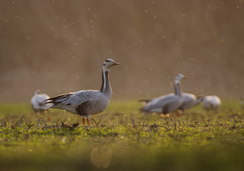 Bar Headed Goose