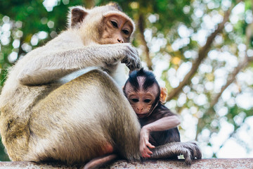 Tender moment in cynomolgus monkey family - mother and child  ( Macaca fascicularis  / Crab-eating macaque) in Sihanoukville, Cambodia, Southeast Asia