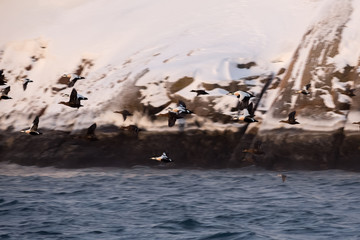 Fototapeta premium Barents Sea in Arctic Ocean. Kola Peninsula, Russia