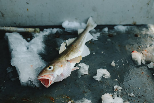 Freshly caught fish cod at Barents sea