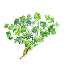 Painting cilantro, coriander. Hand drawn isolated fresh greenery. Watercolor vegetarian illustration on white background
