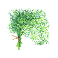 Hand drawn dill on white background. Watercolor isolated fresh greenery. Painting vegetarian illustration