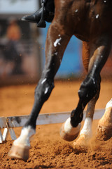 Close up on a bay horse legs during a dressage competition
