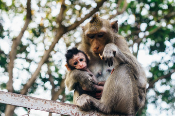 Tender moment in cynomolgus monkey family - mother and child  ( Macaca fascicularis  / Crab-eating macaque) in Sihanoukville, Cambodia, Southeast Asia