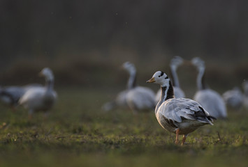 Bar Headed Goose