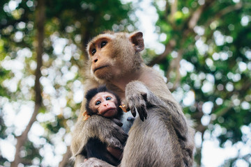 Tender moment in cynomolgus monkey family - mother and child  ( Macaca fascicularis  / Crab-eating macaque) in Sihanoukville, Cambodia, Southeast Asia