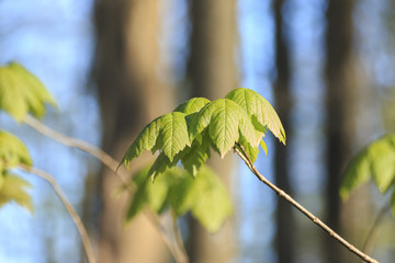 Obraz premium Maple leaf