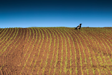 Spring fields