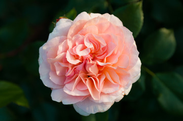 Englische Strauchrose