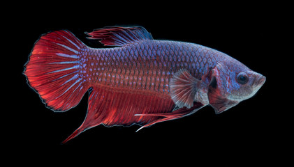 Fototapeta premium Red and blue siamese fighting fish, betta fish isolated on black background.
