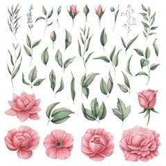 Hand painted watercolor Set of Flowers, isolated on white background