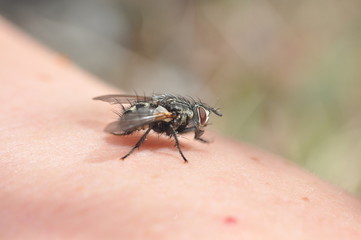 Macro of house flies or fly insect close up on the hand
