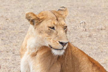 Plakat Katze - Löwe in Tansania