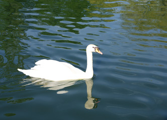 white swan at blue water