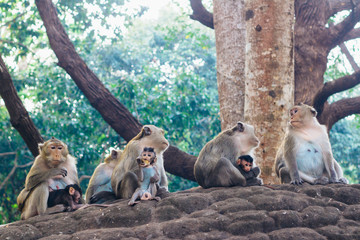 Cynomolgus monkey family ( Macaca fascicularis  / Crab-eating macaque) in Sihanoukville, Cambodia, Southeast Asia
