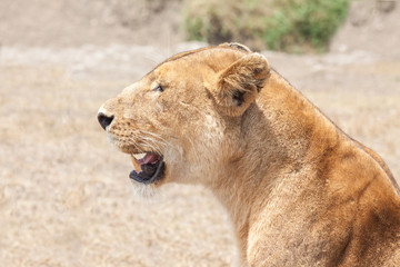 Katze - Löwe in Tansania