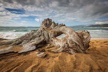 Driftwood on the beach - Powered by Adobe