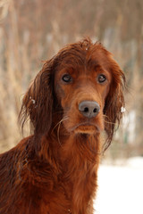 the Irish setter on the hunt, wet icicles, snow