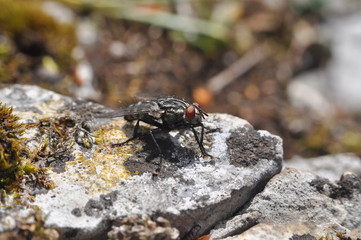 Macro of house flies or fly insect close up on the rock in nature
