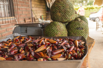 Pinhão colhido na fazenda