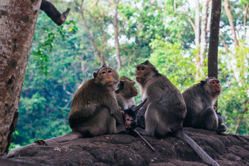 Cynomolgus monkey family ( Macaca fascicularis  / Crab-eating macaque) in Sihanoukville, Cambodia, Southeast Asia