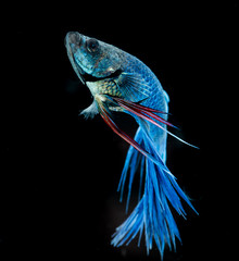 Blue siamese fighting fish, betta fish isolated on black background