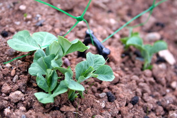 Green peas sprouting up and growing in a sustainable vegetable garden in countryside