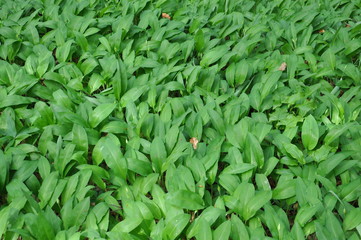 Wild garlic ramson or bear garlic growing in forest in spring