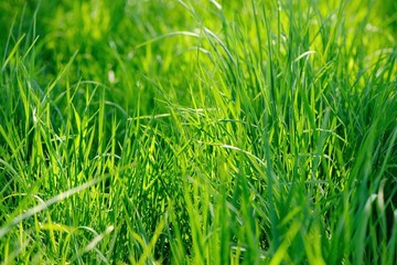 Fresh spring or summer green grass background against sunlight