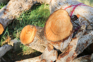 Pile of wood in the garden