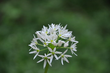 Wild garlic ramson or bear garlic growing in forest in spring