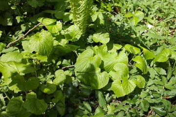 Green leaves