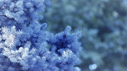 ramas de invierno