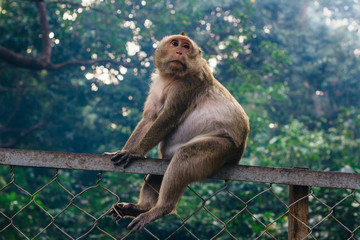 Cynomolgus monkey  ( Macaca fascicularis  / Crab-eating macaque) in Sihanoukville, Cambodia, Southeast Asia