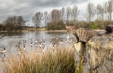 Cat stalking birds