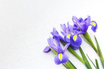 Three tulips on a light background