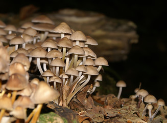Pilzsuche im Herbst