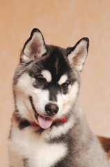 Portrait of Siberian husky
