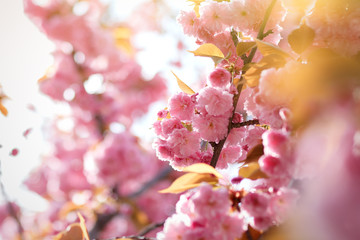 Spring background with flowering Japanese oriental cherry sakura blossom, pink buds with soft sunlight, soft focus