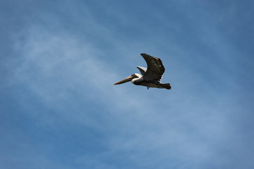 A Brown Pelican (Pelecanus occidentalis) flying with motion blur on tips of wings to show flying motion.