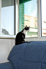 gato en ventana