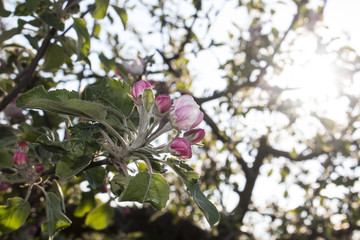 Flower of an apple tree