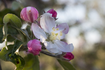 Naklejka na ściany i meble Flower of an apple tree