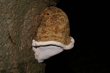 Baumpilz mit weißer Krempe