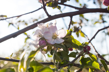 Flower of an apple tree