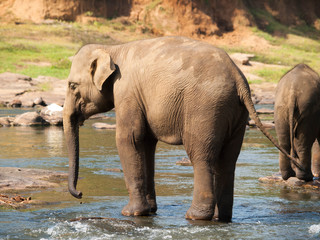 Asian elephant  having bath in river on Sri Lanka - Elephas maximus
