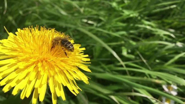 Honigbiene sammelt Nektar auf gelbem L&ouml;wenzahn dandelion, slow motion 20%, macro, low-focus