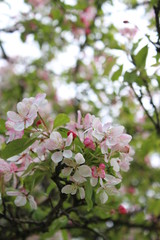 Spring blossom